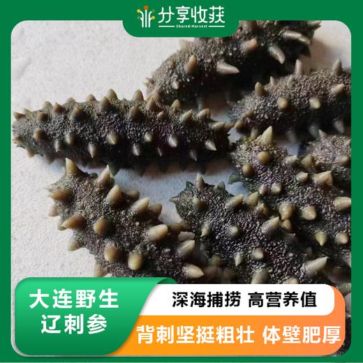 大连野生辽刺参(海参) | 深海捕捞 | 公平贸易 | 基地直发包邮 * Dalian Wild Liaoning Sea Cucumber 商品图0