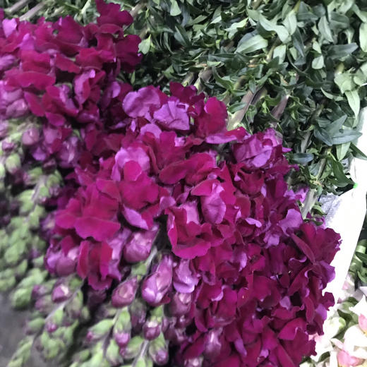 金鱼草.玫红色 商品图0