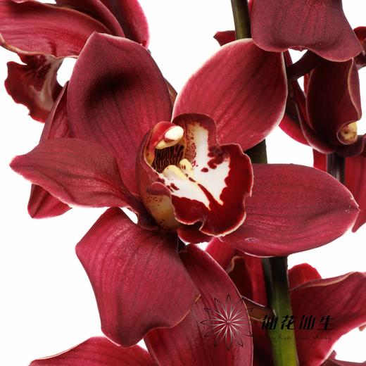 荷兰花材 | 大花蕙兰普瑞韦恩 Cymb T Priwine【瑕疵 折痕 不售后，介意者慎拍】 商品图0