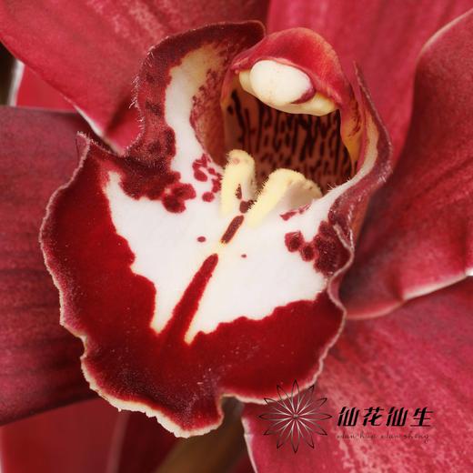 荷兰花材 | 大花蕙兰普瑞韦恩 Cymb T Priwine【瑕疵 折痕 不售后，介意者慎拍】 商品图2