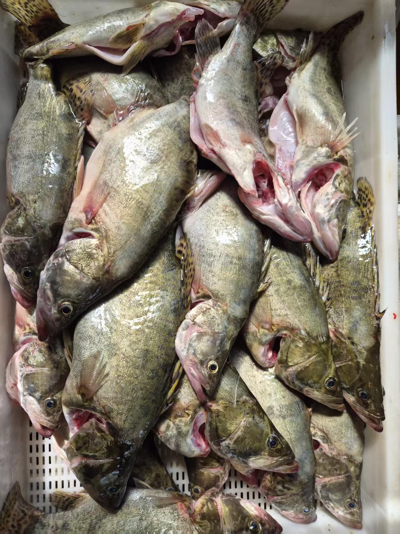 预售｜有机鱼·云南水正农业，预计12月19日左右发货