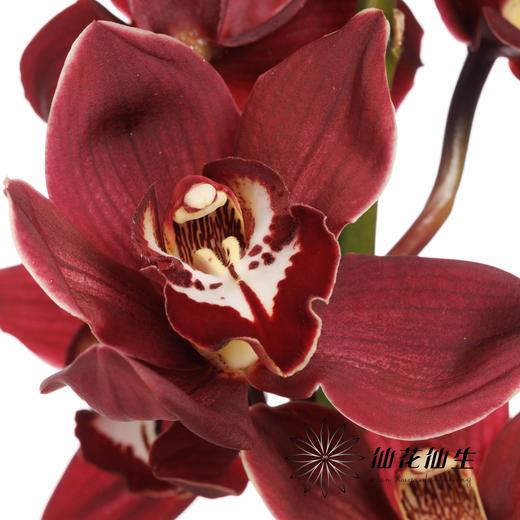 荷兰花材 | 大花蕙兰普瑞韦恩 Cymb T Priwine【瑕疵 折痕 不售后，介意者慎拍】 商品图5