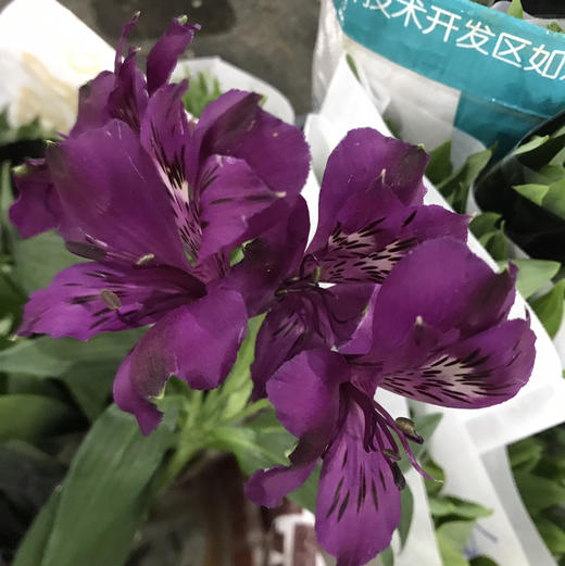 水仙百合.紫色 商品图0