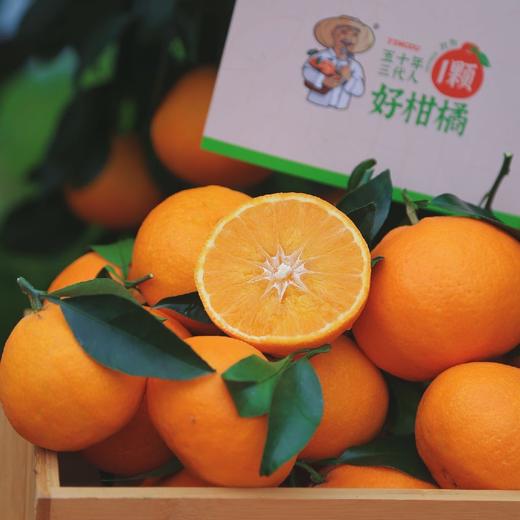 精笃®美柑娘 商品图1