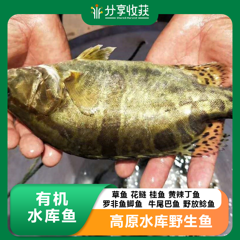 【包邮】有机水库鱼 | 高原水库野生鱼 | 基地直发