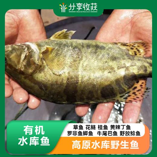 【包邮】有机水库鱼 | 高原水库野生鱼 | 基地直发 商品图0
