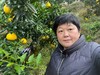 【团购特惠】怀化黄金贡柚，清甜可口，有桔子的香甜和柚子的清爽~，越放越好吃！ 商品缩略图11