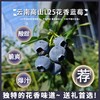 云南高山花香蓝莓L25 商品缩略图5