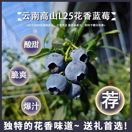 云南高山花香蓝莓L25 商品图5