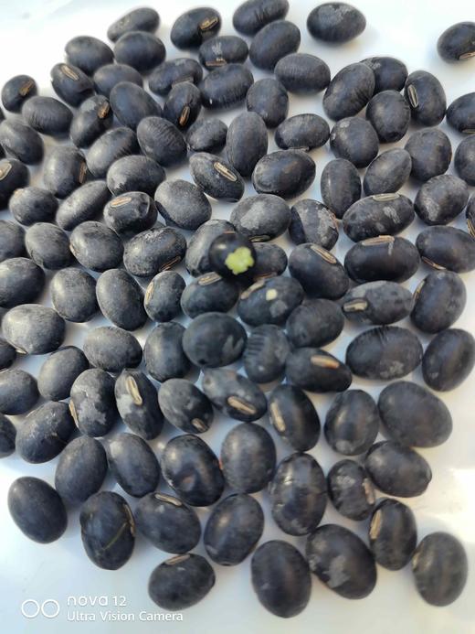 绿心黑豆（半斤/份） 商品图0
