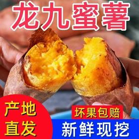 【新鲜现❗河南龙九红薯】农家种植的板栗红薯，入口软糯的味道，软糯香甜，甜而不腻，入口即化！蜜薯整箱红薯沙地番薯板栗烤地瓜蜜心L