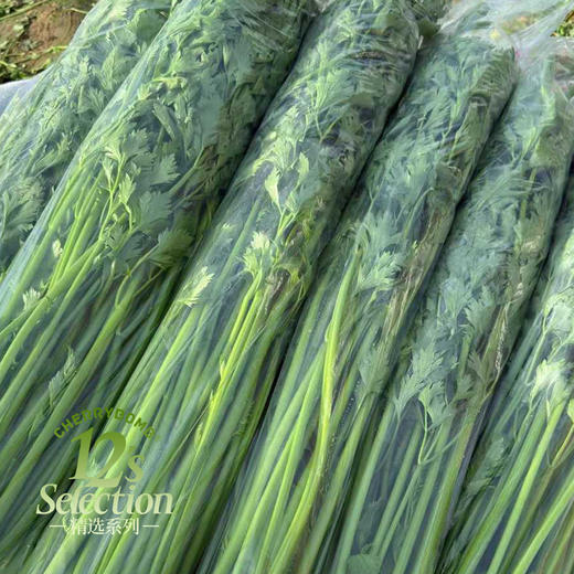 多送半斤 水果口感生熟两吃鲍芹 顺丰快递 商品图3