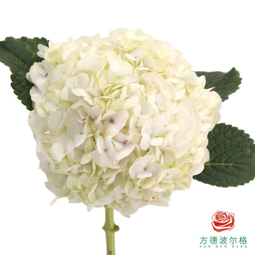 市场绣球-雪花 1枝 商品图1