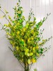 精品小众花材柠檬跳舞兰10支 商品缩略图0