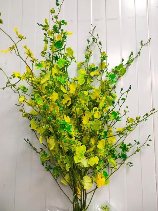 精品小众花材柠檬跳舞兰10支 商品图0