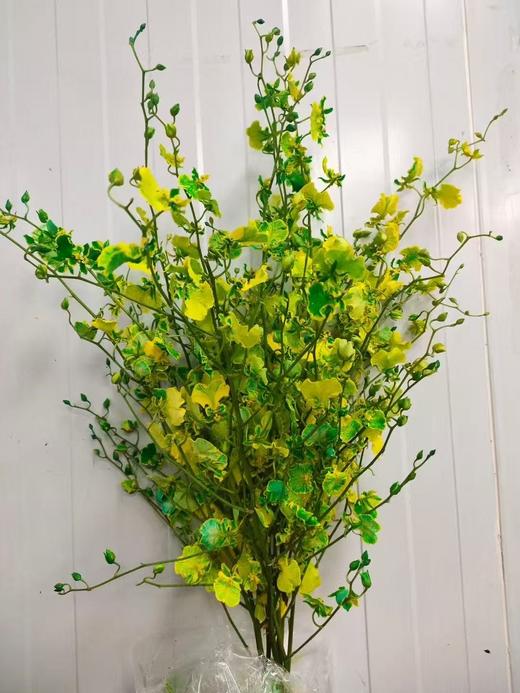 精品小众花材柠檬跳舞兰10支 商品图1