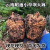 【源自云南❗昭通小草坝新鲜天麻】每天现挖现发，从地头到餐桌保证食材新鲜，原产地精挑细选，仿野生乌天麻挖现发新鲜天麻L 商品缩略图0
