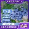 云南高山花香蓝莓L25 商品缩略图0