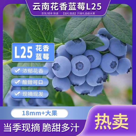 云南高山花香蓝莓L25 商品图0