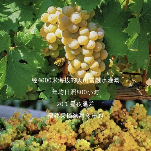 疯抢中！！【买6瓶送3个新年手提礼袋】【大美新疆·S雷司令甜白葡萄酒】口感柔顺更好喝 13%vol 750ml/瓶（送礼袋+海马刀） 商品图14