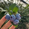 云南高山花香蓝莓L25 商品缩略图1