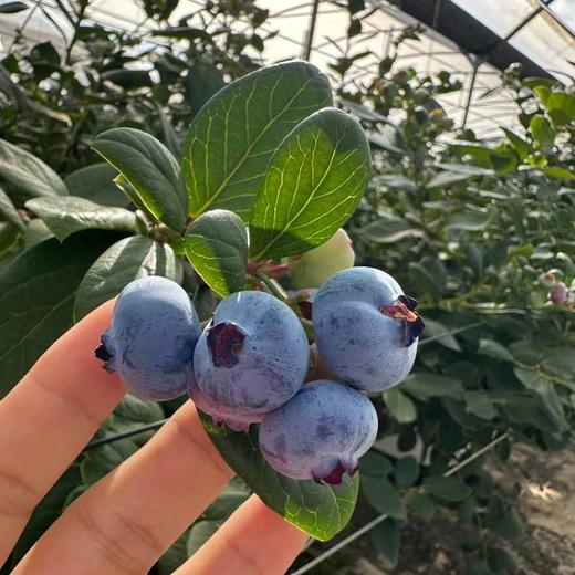 云南高山花香蓝莓L25 商品图1