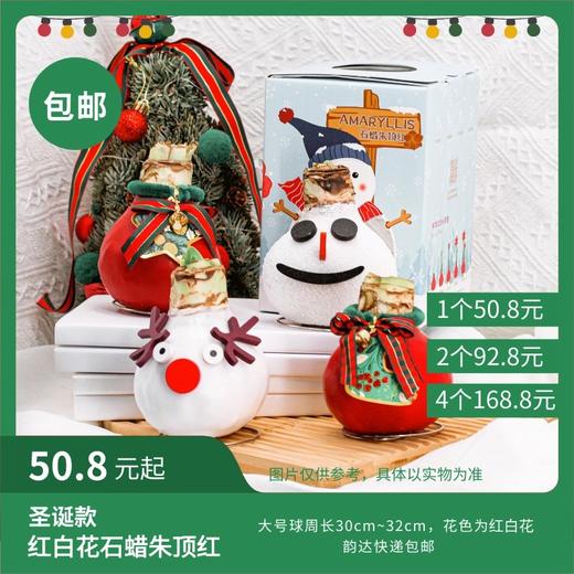 【预售】圣诞款大号球红白花（款式随机）石蜡朱顶红 韵达快递包邮 昆山发货 商品图0