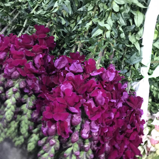 金鱼草.玫红色 商品图1