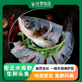 【包邮】密云水库野生胖头鱼 | 自然生长 一级水源保护区 地标产品 肉质紧实 鱼鲜味美  | 基地直发