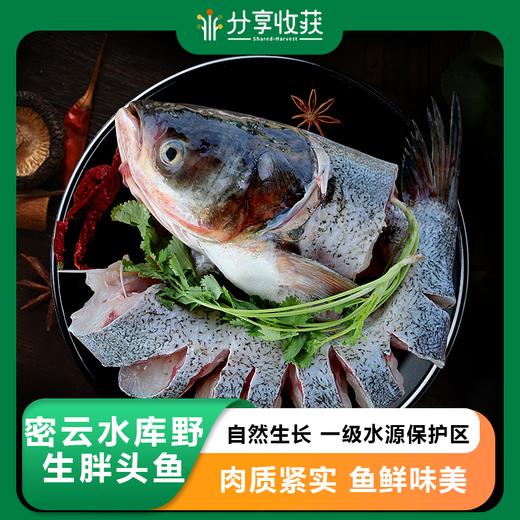 【包邮】密云水库野生胖头鱼 | 自然生长 一级水源保护区 地标产品 肉质紧实 鱼鲜味美  | 基地直发 商品图0