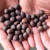 【台源乌莲】传统加工经“七晒七蒸”，鲜莲采摘后带壳蒸煮锁住营养，再反复晾晒使种皮自然变黑，全程无硫熏，保留90%以上活性成分，搭配银耳、百合炖煮，可形成“天然保湿剂”，带芯，口感粉糯略带一丝丝微苦哦。 商品缩略图4