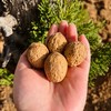 云南老树有机核桃 3斤礼盒装   A-5584 商品缩略图8