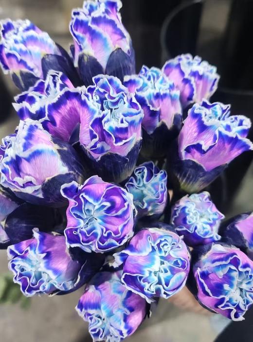 单头康乃馨 | 吸色青紫色【国产吸色，可能染色不均匀 介意慎拍】 商品图0