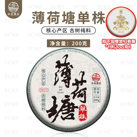 【老客必拍】年终大促，双十二重磅福利！2023年头春头采【薄荷塘-茶王地-单株】核心产区草果地古树单株！限时拍1发6附赠昔归老寨1饼！ 商品图0