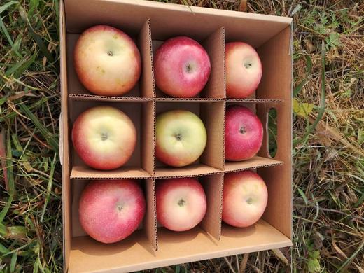 【农场直邮】有机富士苹果丨精品9枚（宋洁自然农场） 商品图0