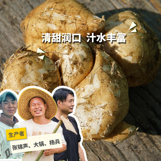 生态沙葛 | 绿家自产*ecological jicama | Self-production 商品图0