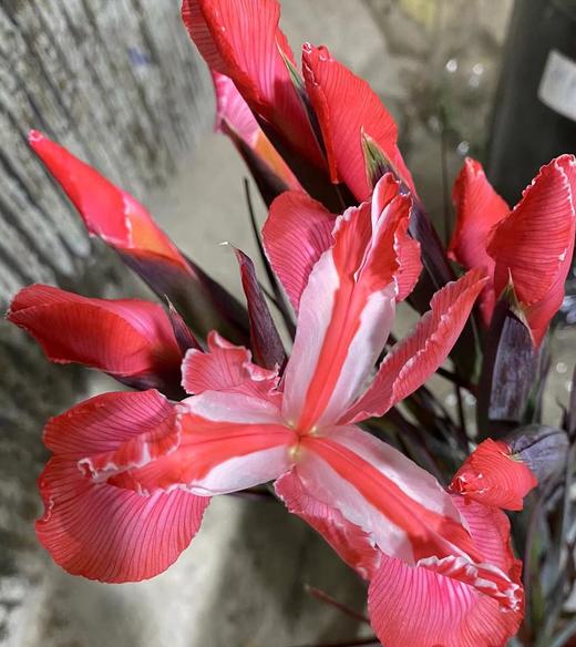 配花 | 染色鸢尾红色【染色可能不均匀 介意慎拍】 商品图1