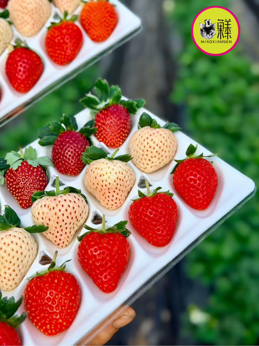 三色草莓🍓礼盒💝（红颜+粉淡雪+白天使）一套2盒（30枚） 商品图2