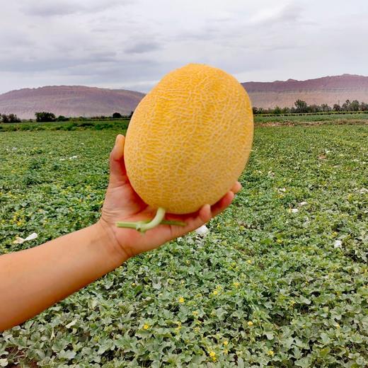 【金祥绿瑞蜜瓜双拼 】汁水丰盈，皮薄肉细，瓜香四溢 商品图1