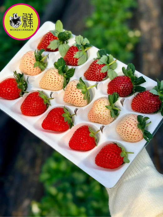 三色草莓🍓礼盒💝（红颜+粉淡雪+白天使）一套2盒（30枚） 商品图1