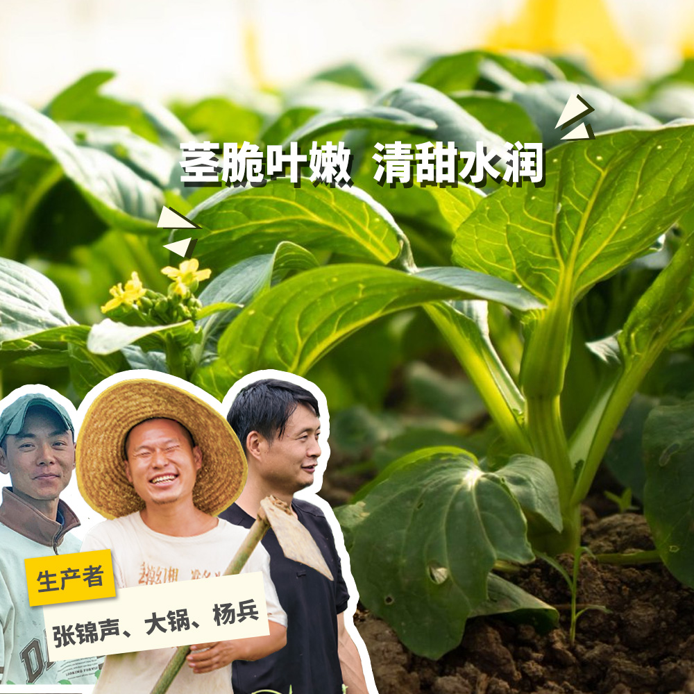 生态菜心 | 绿家自产 * Eco-choy sum | Self-production