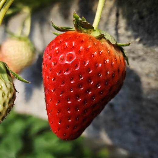 【果蔬精选】辽宁•丹东草莓第⑤季 草莓中的红颜美人 鲜红如火 果肉细嫩 汁水四溢 香味浓郁 现摘现发 新鲜到家 商品图6