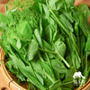 生态豌豆尖（预售，预计一周左右发）| 合作生产*Ecological pea tips| Partner Production 商品缩略图3
