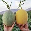 【金祥绿瑞蜜瓜双拼 】汁水丰盈，皮薄肉细，瓜香四溢 商品缩略图0