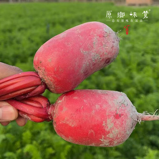 生态萝卜（农场直发-顺丰包邮）| 长萝卜+圆萝卜+紫皮萝卜+红皮萝卜，四种混装，5斤/箱，成都郫都区基地【原乡农场，自产自销】 商品图2