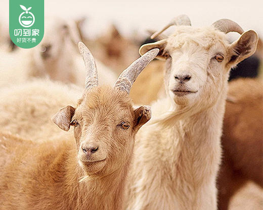 美宅美体羊绒女士保暖内衣套装（修容肤）/1套（M码，适合40-55kg）补单专用 商品图2