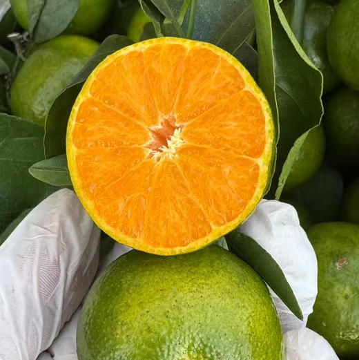 【好吃的茶橘，“小青柑”桔子蜜橘🍊】养生保健之道，橘子皮泡茶，物以稀为贵，青皮甜心有内涵，继续到货！橘味纯正，特别好吃，吃完一个根本停不下来，让人十分欢喜[色] 商品图2