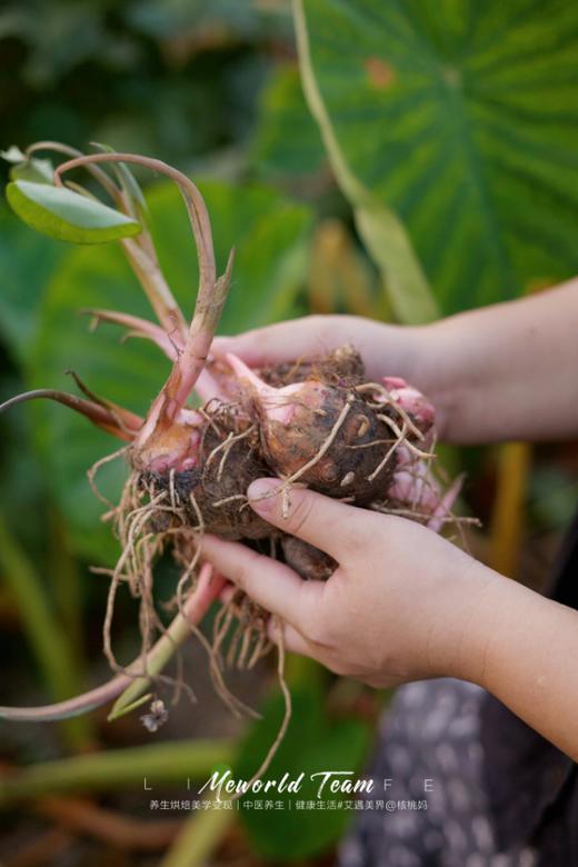 核桃外婆种的有机红香芋 𝟔斤装（实重𝟕斤） 商品图1