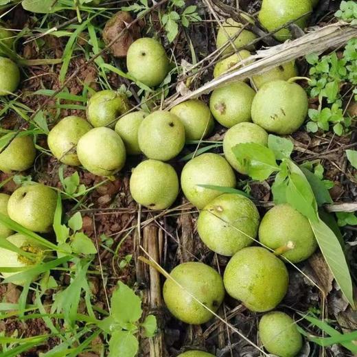 云南老树有机核桃 3斤礼盒装   A-5584 商品图12