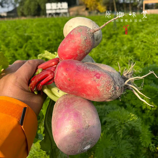 生态萝卜（农场直发-顺丰包邮）| 长萝卜+圆萝卜+紫皮萝卜+红皮萝卜，四种混装，5斤/箱，成都郫都区基地【原乡农场，自产自销】 商品图4